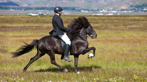 Erkunden Sie Island zu Pferd
