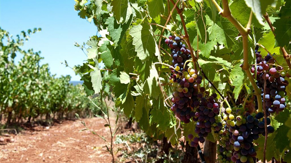 Weinreben im Alentejo